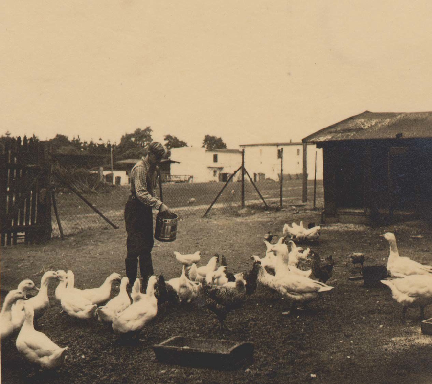 Raising geese on a farm in Silesia