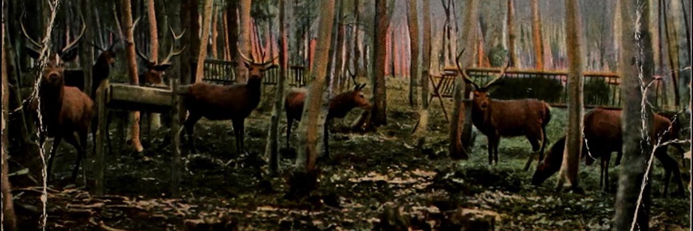 Postcard of deer to Hilde Wenzel from her mother Elise Chodziesner.