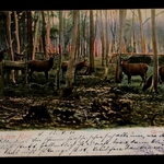 Postcard of deer to Hilde Wenzel from her mother Elise Chodziesner.