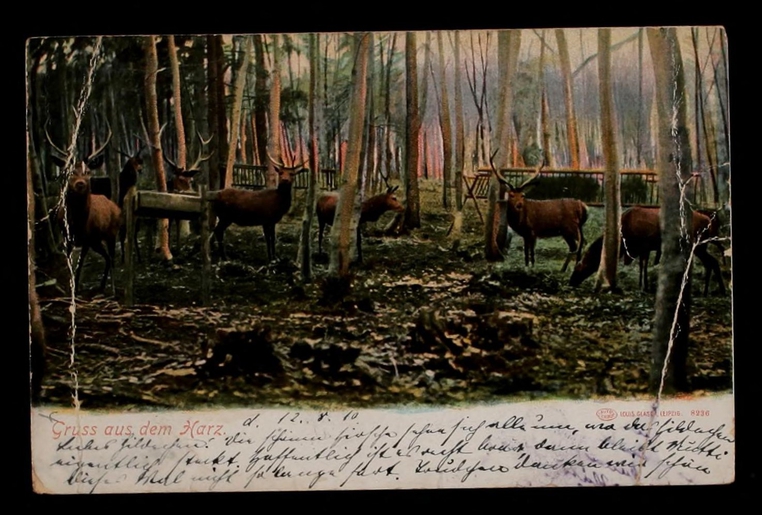 Postcard of deer to Hilde Wenzel from her mother Elise Chodziesner.